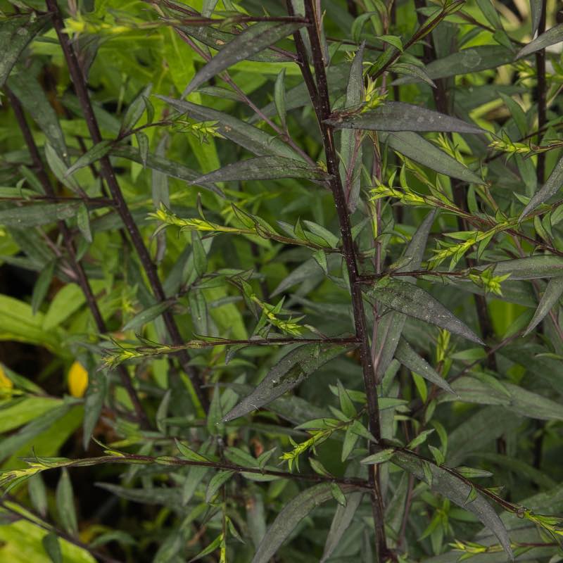 Aster tall dark