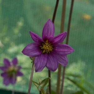 Dahlia australis