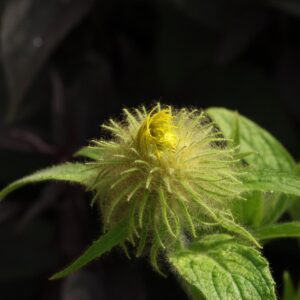 Inula hookeri
