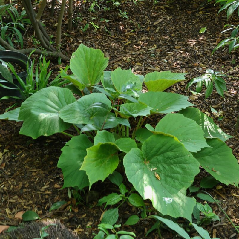 Begonia Torsa
