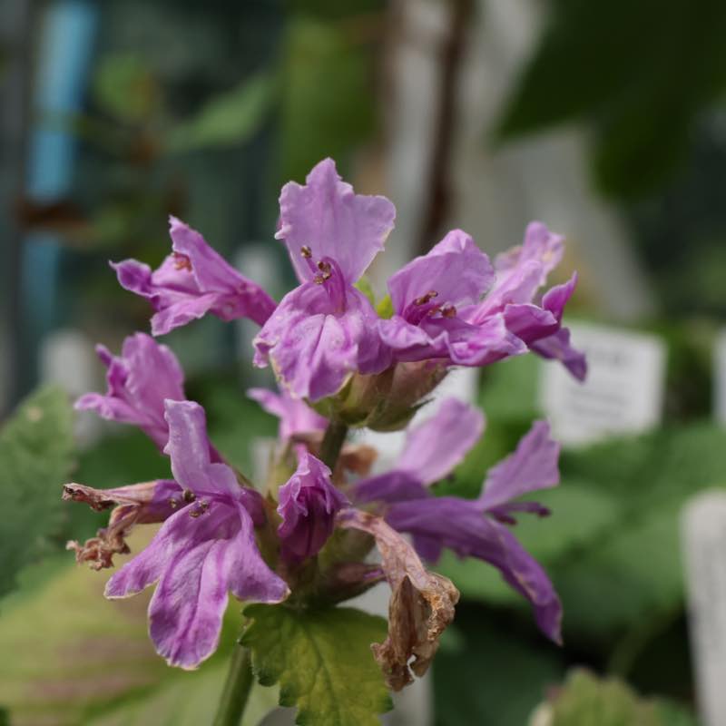 Betonica macrantha superba