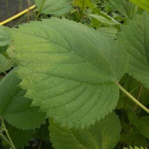 Boehmeria ‘Kyushu Rikishi’