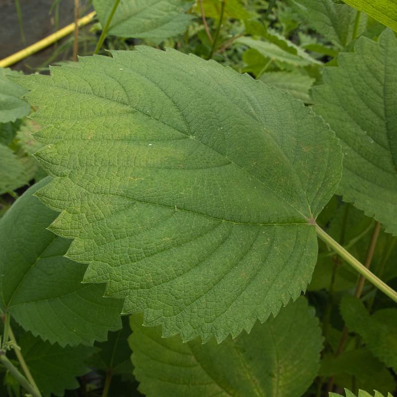 Boehmeria ‘Kyushu Rikishi’