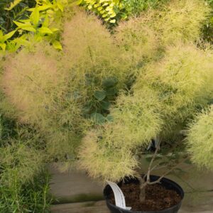 Cotinus young lady