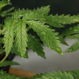 Melianthus elongatus