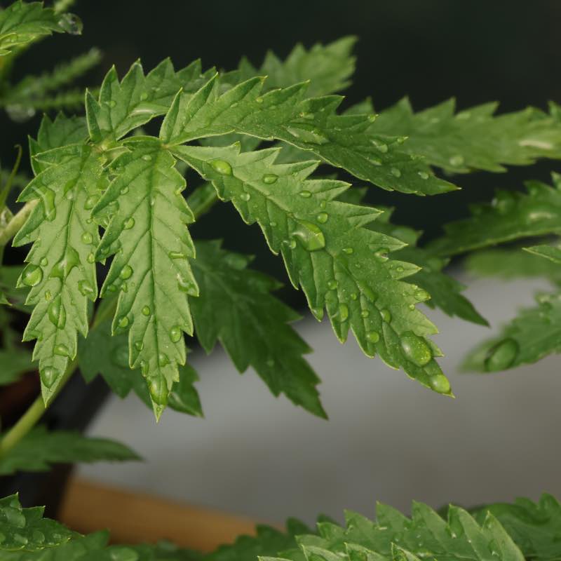 Melianthus elongatus