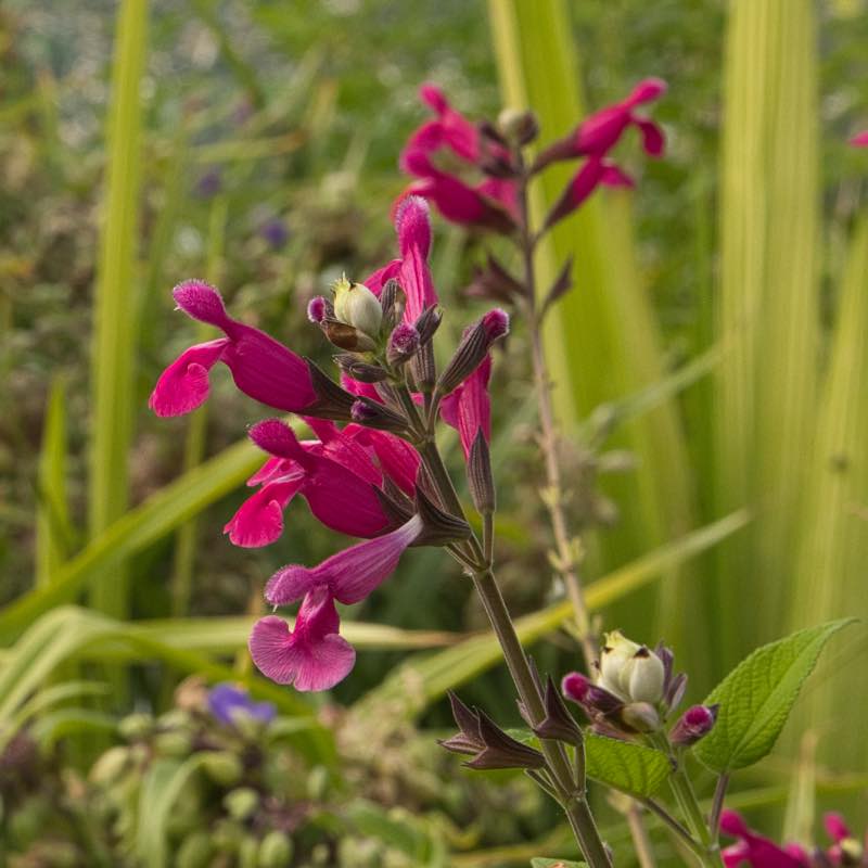 Salvia inv Joan