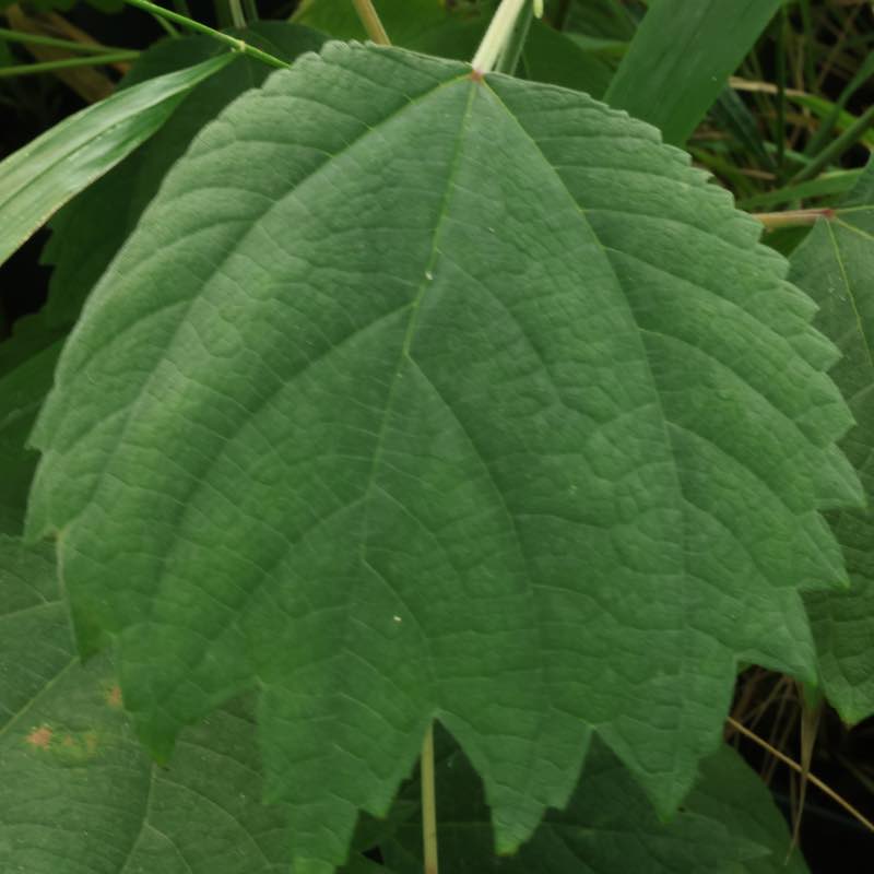 Boehmeria platanifolia