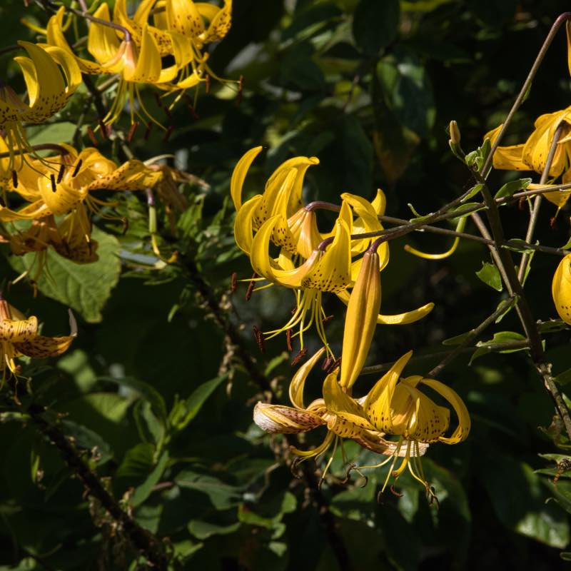 Lilium bed